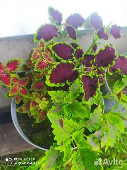 Колеусы вегетативные