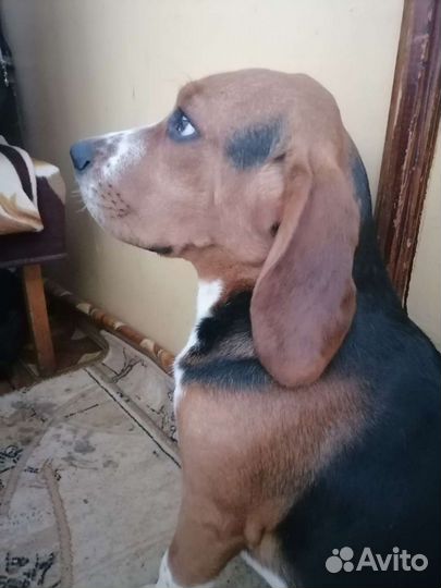 Бигль вязка