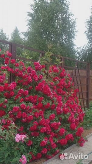 Саженцы розы плетистой