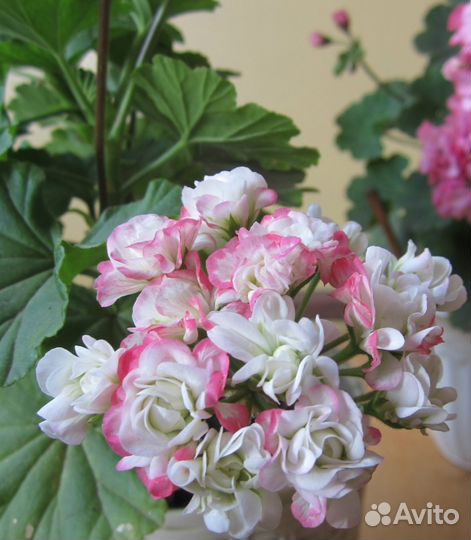 Сортовая пеларгония