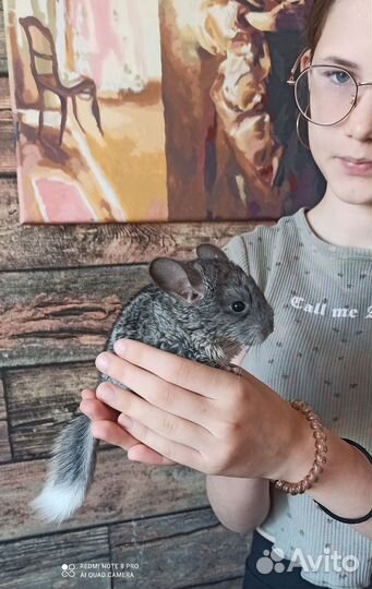 Шиншиллята