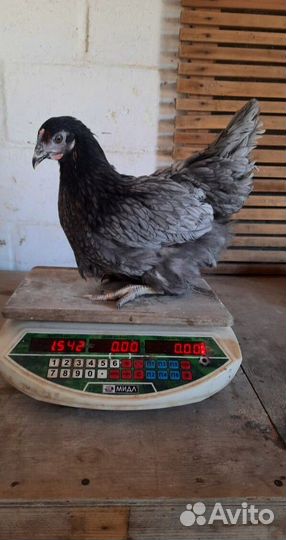 Куры Несушки