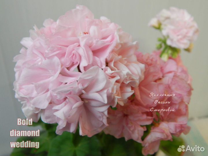 Герань пеларгония