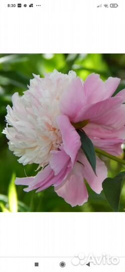 Пион Сорбет