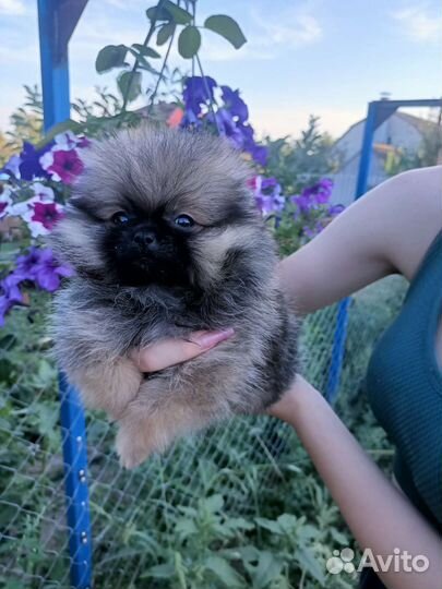 Померанский шпиц мини