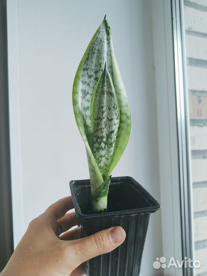 Сансевиерия щучий хвост тещин язык