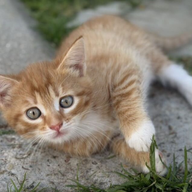 Котёнок в добрые руки