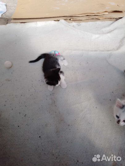 Котята в добрые руки бесплатно