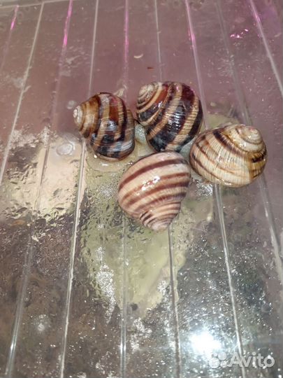 Улитки виноградные