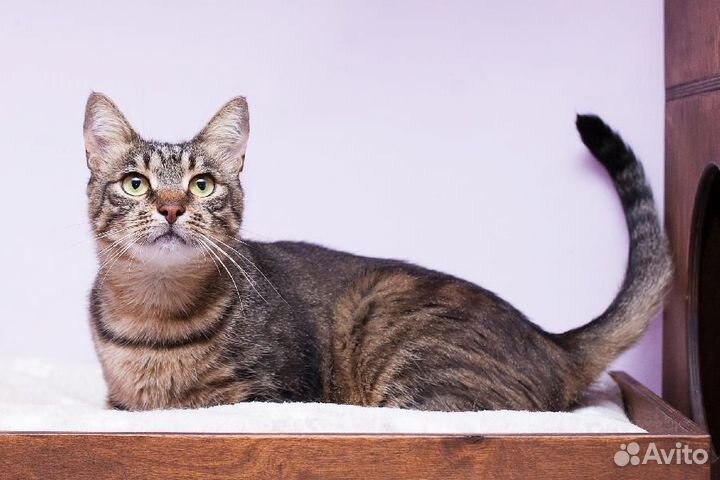 Кот Тишка в добрые ручки