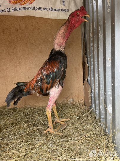 Бойцовые петухи