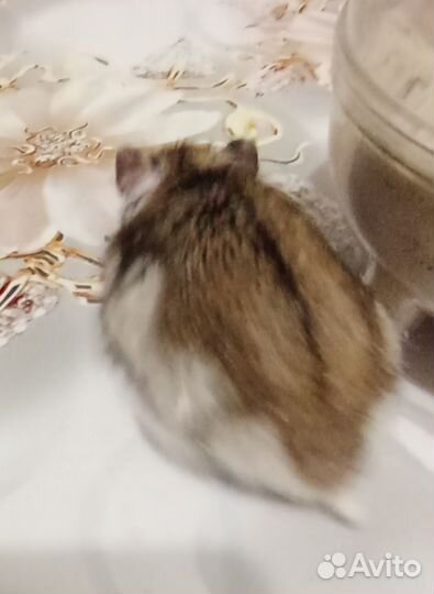 Джунгарский хомяк девочка