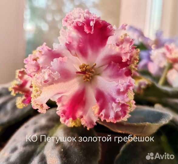 Фиалки сортовые