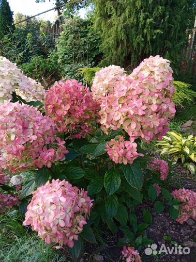 Гортензия метельчатая