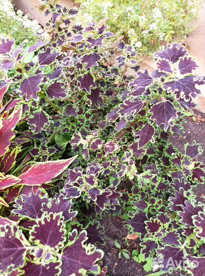 Колеусы вегетативные