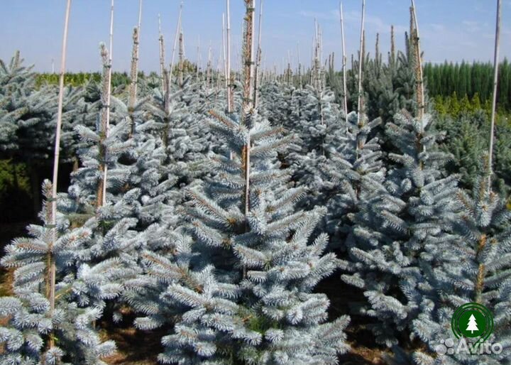 Голубая ель для участка. Доставка