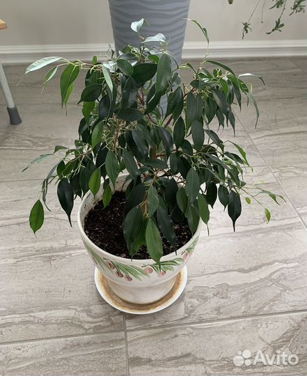 Фикус бенджамина