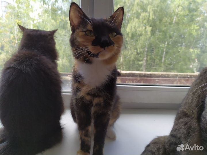 Кошка Маня Мур