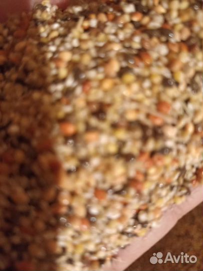 Семена просо