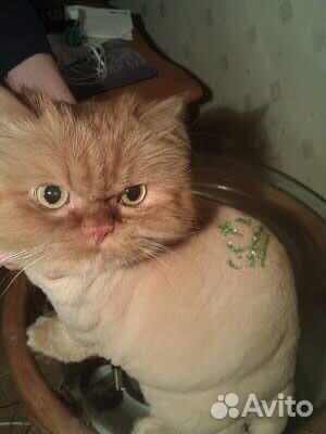 Стрижка кошек или котиков, собак. бесплатный выезд