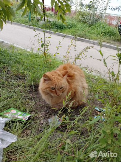 Отдам кота в добрые руки