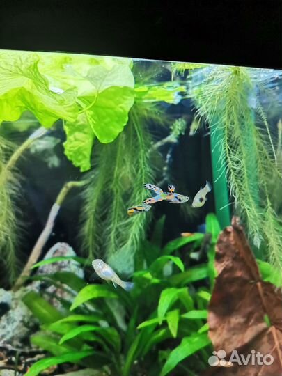 Гуппи Эндлера