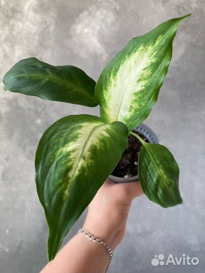 Диффенбахия Камилла