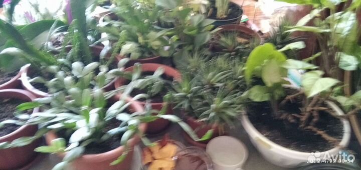 Фиалки разные цветущие