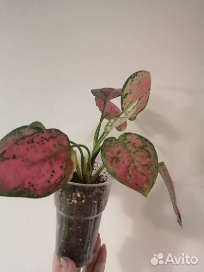 Аглаонема, фиттонии, эпипремнум