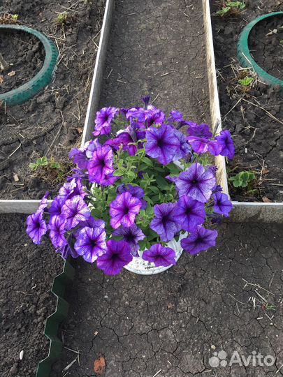 Памперсы размер 3