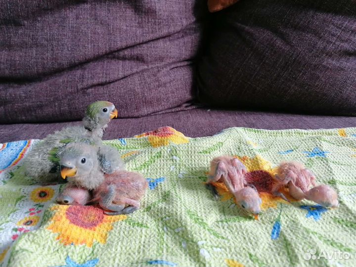 Неразлучник выкормыш бронирую к ноябрю