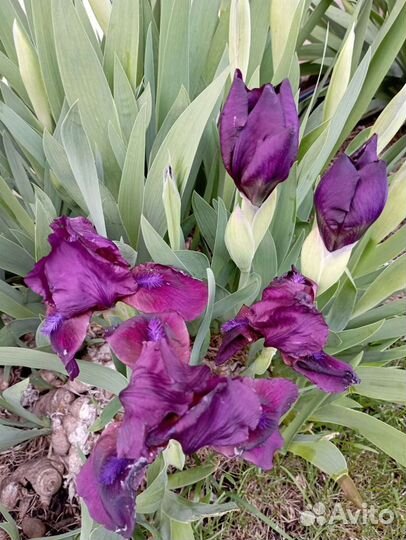 Саженцы многолетних цветов