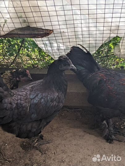 Породистые куры