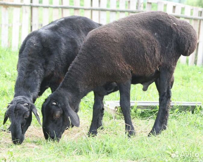 Бараны и козы на садака и на мясо