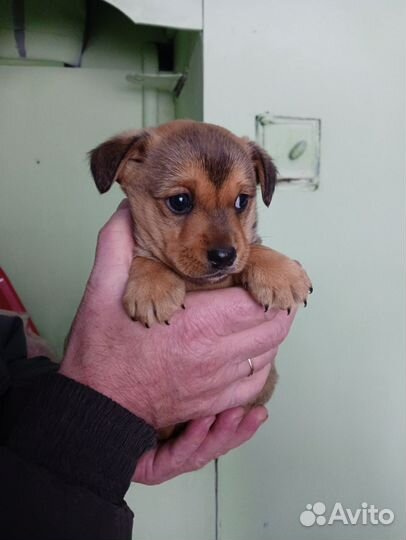 Щенок в добрые руки бесплатно