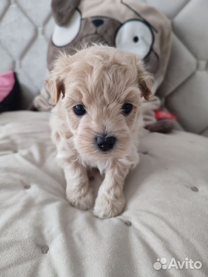 Карамель Maltipoo premium F1