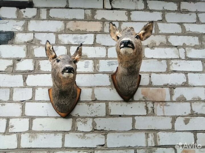 Чучело косули