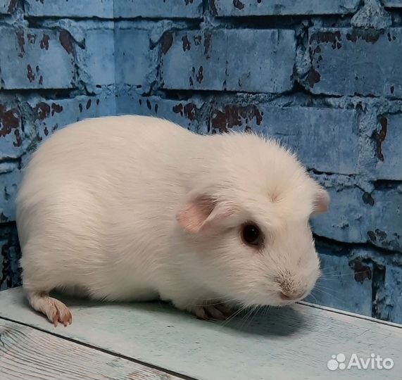 Морская свинка