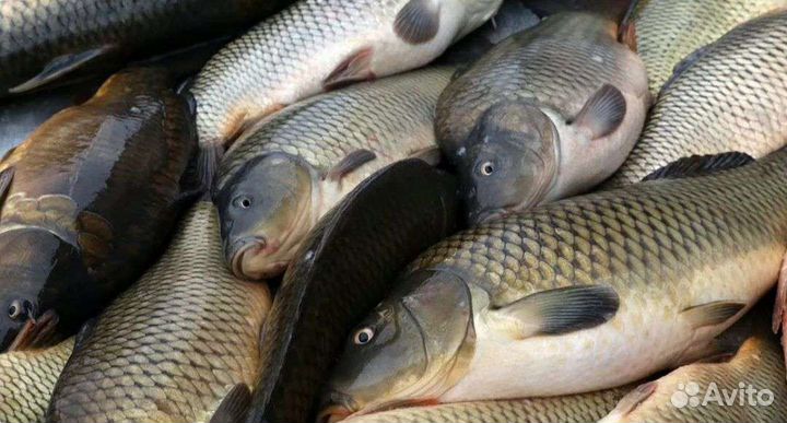 Живая рыба :карп амур, форель и др