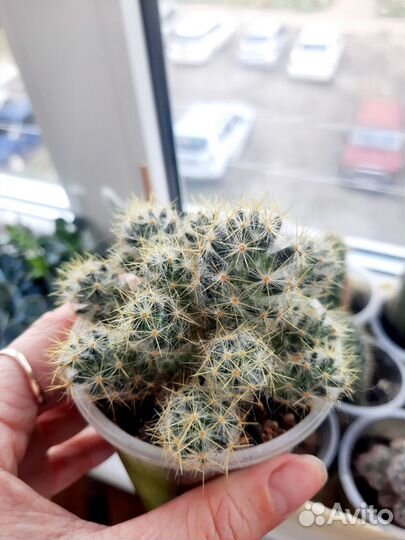 Кактусы и суккуленты