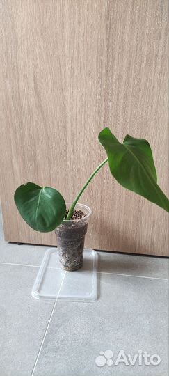 Монстера делициоза