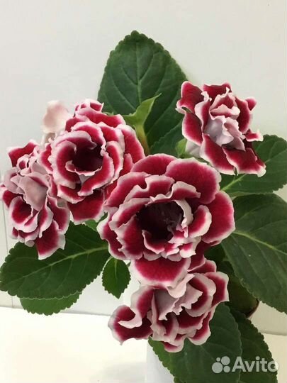 Лист глоксинии укорененный, детки