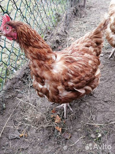 Куры несушки ломан браун