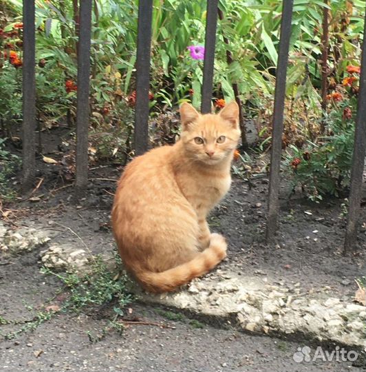 Отдам котиков в добрые руки