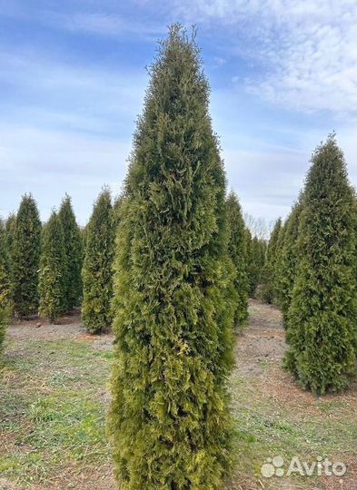 Туя колумна напрямую из питомника