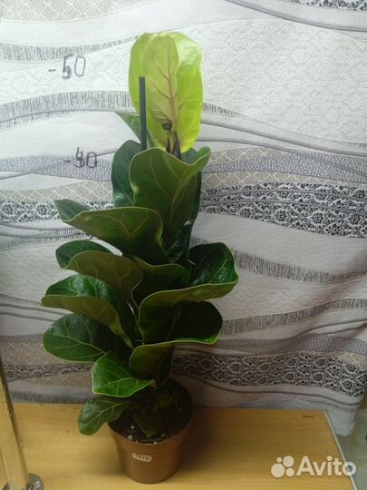 Фикус Lyrata Bambino