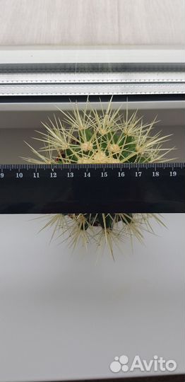 Эхинокактус грузони