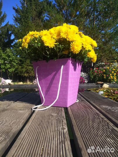 Букет Хризантема в горшке в подарочной упаковке