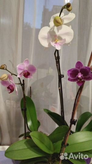 Орхидея фаленопсис
