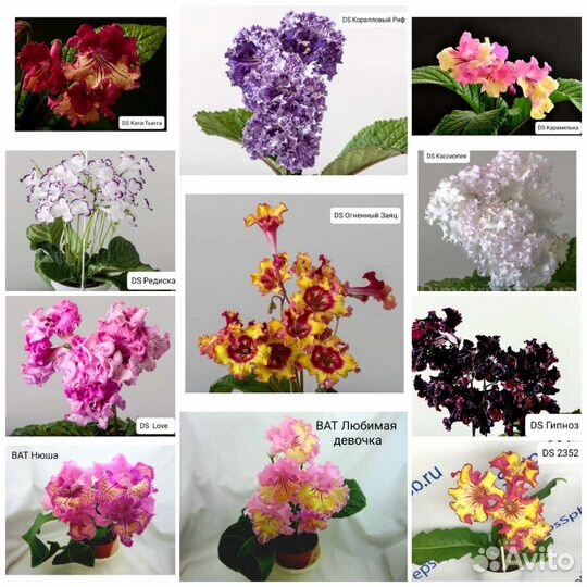 Стрептокарпусы 45 сортов
